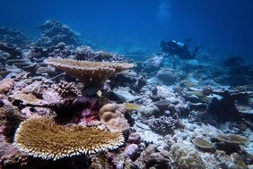 Ein sich erholendes Riff im Chagos-Archipel sechs Jahre nach dem Bleichereignis