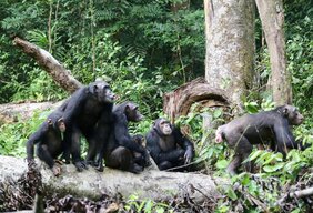 Bei den Taï-Schimpansen beteiligen sich beide Geschlechter in Form von „Grenzpatrouillen“ am Schutz ihres Heimatgebiets und tragen Territorialkonflikte mit feindlichen Nachbarn aus.