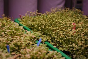 Marchantia-Pflanzen in den Wachstumskammern