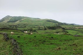 Weidelandschaft auf Pico, der zweitgrößten Insel der Azoren