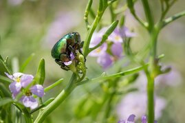 Artenvielfalt Insekten