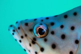 Fischkopf mit Auge