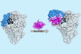 Kryoelektronenmikroskopische Aufnahme: Das Anti-CRISPR-Protein AcrVIB1 (magenta) dockt an die Nuklease Cas13b (hellgrau) an und verstärkt so deren Bindung an die CRISPR-RNA