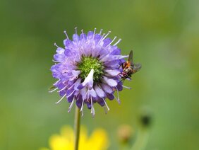 Insekten erfüllen in Ökosystemen wichtige Funktionen