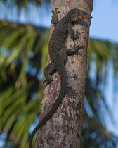 Der neu beschriebene Varanus bennetti von der Insel Losiep, Föderierte Staaten von Mikronesien.  