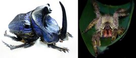 Typische Tiere im Tiefland-Regenwald des Amazonas: Links der handtellergroße Dungkäfer Coprophanaeus lancifer. Rechts die Große Bananenspinne Phoneutria boliviensis