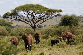 Megafauna Afrika