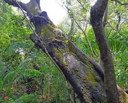 Regenwald