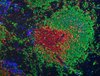 Immunfluoreszenzfärbung von T-Zellen (rot), B-Zellen (grün) und IgG1-positiven B-Zellen/Plasmazellen (blau) in der Milz einer immunisierten Maus.