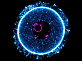 Fluoreszenzmikroskopische Aufnahme der Eizelle einer Maus.