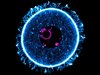 Fluoreszenzmikroskopische Aufnahme der Eizelle einer Maus.