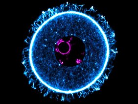 Fluoreszenzmikroskopische Aufnahme der Eizelle einer Maus.