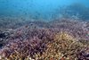 Korallenriff in Raja Ampat (Indonesien) mit riffbildenden Korallen der Gattung Acropora 