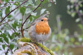 Mehr Vogelarten