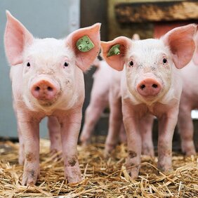 Gesunde Ferkel auf einem Schweizer Bauernhof. 