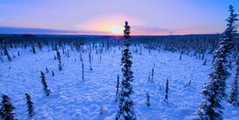 Pflanzt man in der Taiga mehr Bäume als natürlicherweise hier wachsen, nimmt der kühlende Rückstrahlungs-Effekt des Schnees ab Verschneiter Wald in der taiga mit Sonnenaufgang