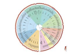 Die HypoMAP ist eine detaillierte Karte des menschlichen Hypothalamus