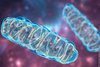 Forschende entdecken neuen Mechanismus zur Sicherung der zellulären Energieversorgung