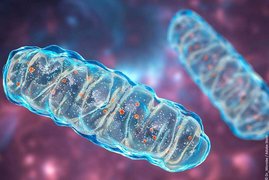 Forschende entdecken neuen Mechanismus zur Sicherung der zellulären Energieversorgung