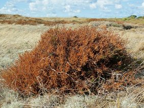 Die Hiddenseer Heide während des Dürreexperiments: Die Pflanze sieht krank und braun aus. Die Hiddenseer Heide während des Dürreexperiments: Die Pflanze sieht krank und braun aus