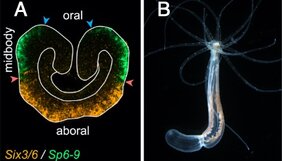 Oral-aborale Achse