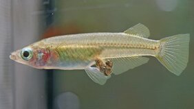 Ein brütendes Weibchen der Reisfisch-Art Oryzias eversi