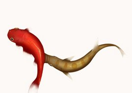 Perissodus microlepis hat eine bevorzugte Angriffsrichtung, die jeweils seiner seitlich verschobenen Kopfform entspricht zwei Fische
