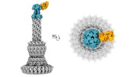 Rekonstruktion der Antigen-Bindungsregion eines humanen Antikörpers (gelb) an das Nadelspitzenprotein (blau) des Typ-III-Sekretionssystems von Pseudomonas aeruginosa.