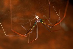 Die Strukturfarben des Viengkeo-Buntbeins (Althepus viengkeoensis) entstehen durch die spezielle Oberfläche des Außenpanzers (Kutikula) der Beine. 