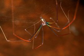 Die Strukturfarben des Viengkeo-Buntbeins (Althepus viengkeoensis) entstehen durch die spezielle Oberfläche des Außenpanzers (Kutikula) der Beine. 