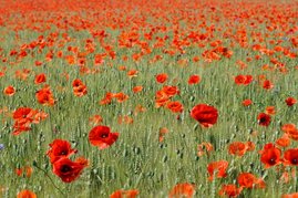 In naturnah bewirtschafteten Kulturlandschaften kann sich Ackerwildkraut wie der Klatschmohn ausbreiten. Klatschmohfeld