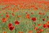 In naturnah bewirtschafteten Kulturlandschaften kann sich Ackerwildkraut wie der Klatschmohn ausbreiten. Klatschmohfeld