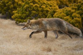 Rotfuchs (Vulpes vulpes)
