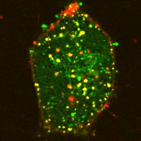 Signalübertragungskette des atypischen Chemokin-Rezeptors ACKR4 Signalübertragungskette in der zelle