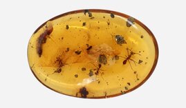 In Bernstein aus der Kreidezeit eingeschlossene Fossilien von weiblichen Ameisen 