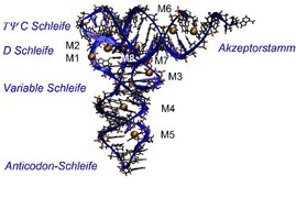 Tertiäre molekulare Struktur der Transfer-RNA von Hefe, die die Aminosäure Phenylalanin codiert. 