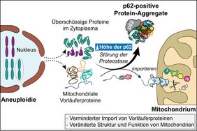 Grafik: Aneuploide Zellen weisen eine veränderte mitochondriale Struktur und Funktion auf. 