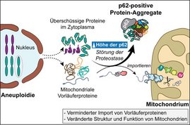 Grafik: Aneuploide Zellen weisen eine veränderte mitochondriale Struktur und Funktion auf. 