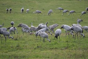 Kraniche auf einem Feld