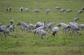 Kraniche auf einem Feld