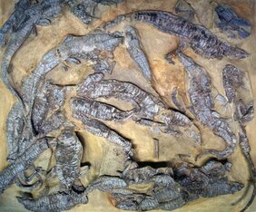 Aetosaurus ferratus-Skelette