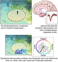 Nervenzellen des Gehirns