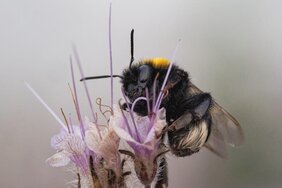 Dunkle Erdhummel auf Phacelia