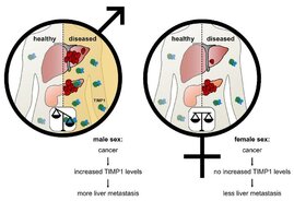 TIMP1-Spiegel zwischen den Geschlechtern und die Folgen beim Krankheitsverlauf