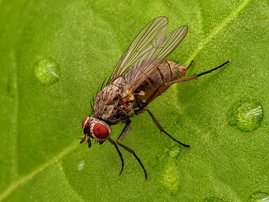 Die Rübenfliege ist ein verbreiteter Schädling der Zuckerrübe.  