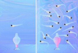 ie Expressionsniveaus des Neuropeptids Pth2 im Zebrafischhirn spiegeln die Anwesenheit und Dichte von anderen Fischen in der Umgebung wieder 
