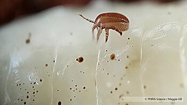 Die aus Asien stammende Tropilaelaps-Milbe Die aus Asien stammende Tropilaelaps-Milbe