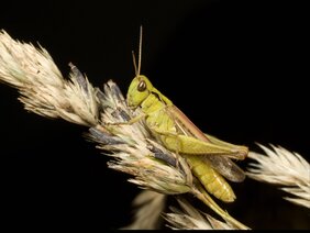 Nachtigallgrashüpfer (Chorthippus biguttulus), Weibchen