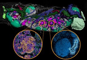3D Rekonstruktion vom strukturellen Aufbau der Lymphbahnen, Blutgefäße und Zellbereiche eines mandibulären Mäuselymphknotens.  