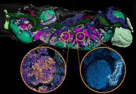 3D Rekonstruktion vom strukturellen Aufbau der Lymphbahnen, Blutgefäße und Zellbereiche eines mandibulären Mäuselymphknotens.  